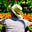 gallopsix's avatar