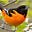 Oriole's avatar