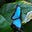 Blue Butterfly's avatar