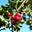 Holly A's avatar