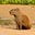 Capybara's avatar