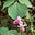green bean's avatar