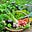 The Micro Gardener's avatar
