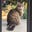 Catwalker's avatar