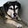 Dog's avatar