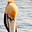 Vocal Pelican's avatar