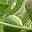 Ficus Benjamina's avatar