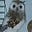 Normay's avatar