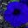 BLUEFLOWER RESEARCH's avatar