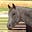 SptdFilly's avatar