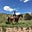 M-Cross Ranch's avatar