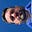 Robert z Raj's avatar