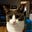 Felinity's avatar