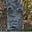 Bump on a Log's avatar