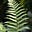 Fern (writing FernMusing)'s avatar