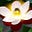 Tattvavidyananda Saraswati's avatar