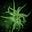 Alien Morphology's avatar