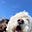The Shaggy Dog Forever's avatar