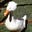 FunHandsomeGoose's avatar