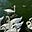 Meez's avatar