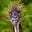 NorTexWarrior's avatar