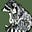 Buckwheatloaf's avatar
