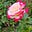 Diane Standish's avatar