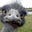 Dr Wolf's avatar