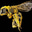 gertieA's avatar