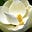 Grandiflora's avatar