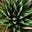 SandraC's avatar