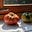 The Vegetarian Expat's avatar