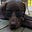The Sentient Dog Group's avatar