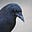 Crow's avatar