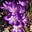 Lily Stargazer's avatar