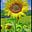 wake up Sunshine's avatar