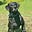 Steve Brown's avatar