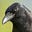 Random_Crow's avatar