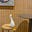 orange goose's avatar