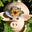 pigletinportugal's avatar