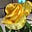 Carol Peterson's avatar