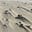 Zand un Vind's avatar