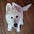 A Dog A Day with Cindy Sykes's avatar