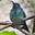 HappyHummingbird's avatar