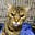 Tom a pissed off cat's avatar
