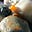 IdahoPeace's avatar