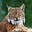 L. rufus's avatar