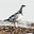 Cairngorms Envrio Network's avatar