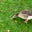 *quack quack*-ing's avatar