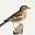 Finch's avatar